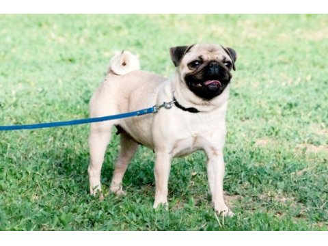 Akkuş üretim çiftliğinden pug yavruları