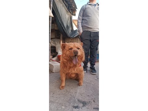 Çok akıllı ve evcil çin aslanı