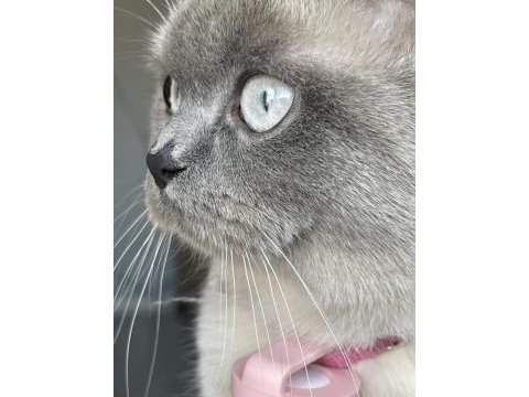 Safkan british shorthair dişimiz için damat arıyoruz