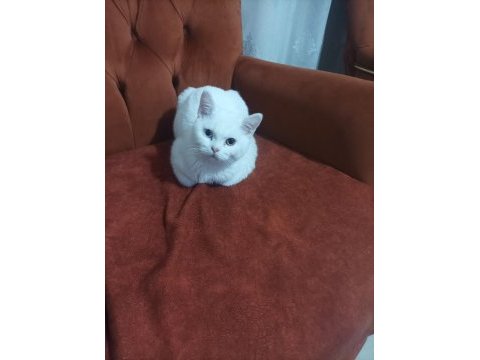 British shorthair 5 aylık zeki oyuncul sevimli eğlenceli