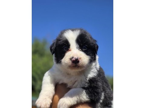 Border collie safkan premıum yavrular