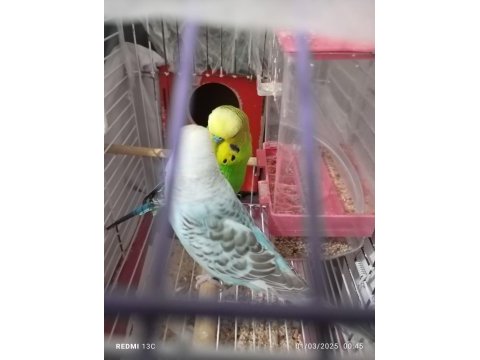 Güzel bir çift muhabbet kuşu