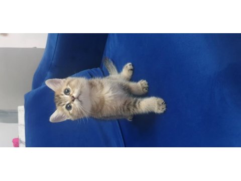 Black golden british shorthair dişi yavru