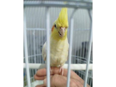 Kalem gibi sultan papağanlar