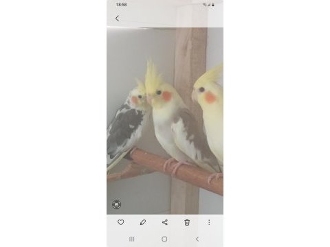 Balıkesir ve çevresi üreticiden sultan papağanı