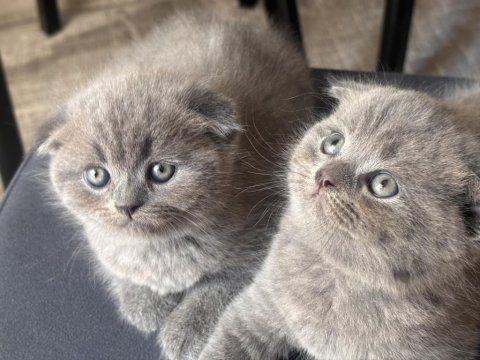 Scottish fold kediler