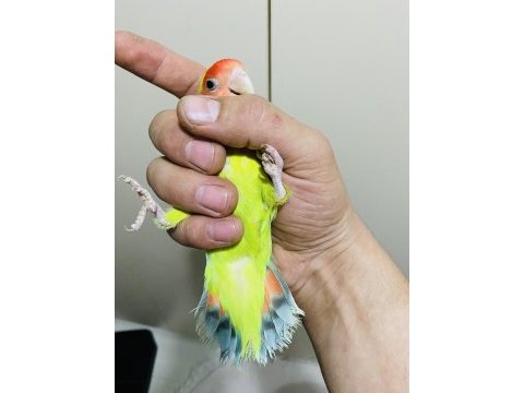 Çok güzel ve sağlıklı ele alıştırmalık kuşlar
