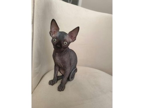 Sfenks yavru kedi