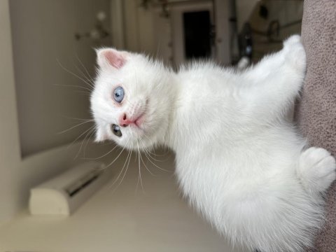 Dişi scottish fold uyguna verilecek çok güzel ve çok uysal