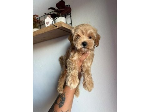 Safkan kore maltipoo
