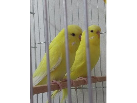 30-40 gün arası muhabbet kuşu yavrular