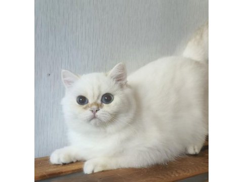 British shorthair ny 12 33 erkek