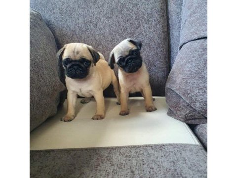 Muhteşem pug mops bebekler a kalite