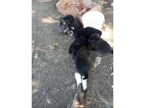 Ücretsiz yavru köpekler verilecektir