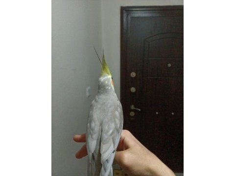 Erkek sultan papağanı