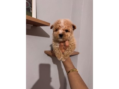 Maltipoo yavrularımız