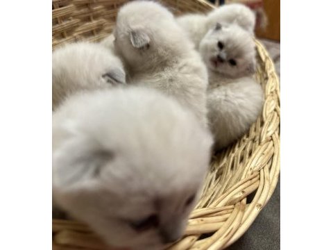 Mükemmel basık surat silver smoke scottish fold yavrular
