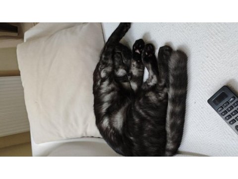 Scottish fold 6 aylık