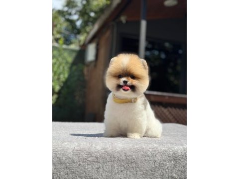 Sağlık ve ırk garantili pomeranian