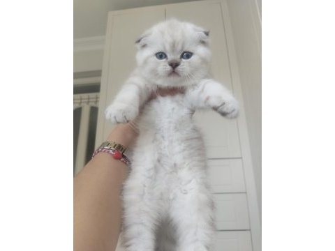 A kalite bluepoint kedimiz
