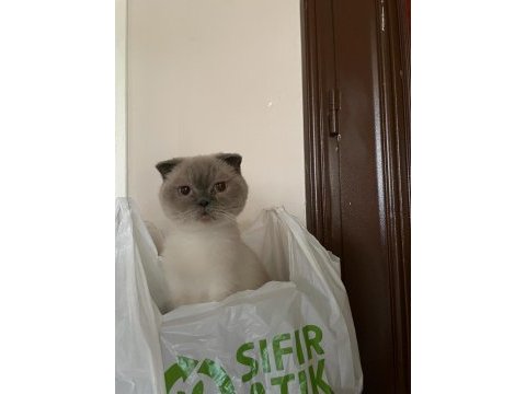 Scottish fold kedisi