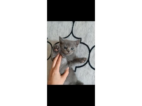 2 aylık lilac british shorthair