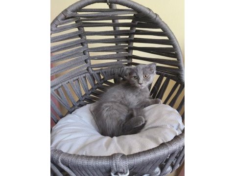 Dişi scottish fold bebeğimiz