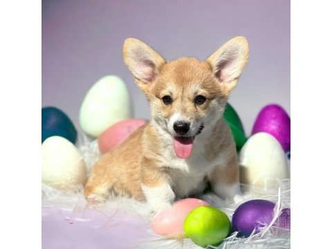 Türkiyede tek welsh corgi