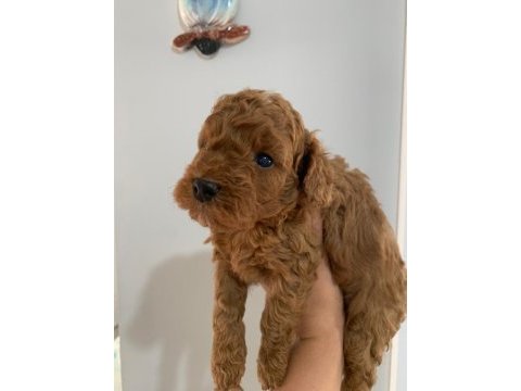 Süper kalite toy poodle yavrular sahiplerini bekliyor