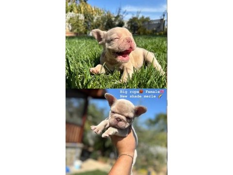 Rope french bulldog