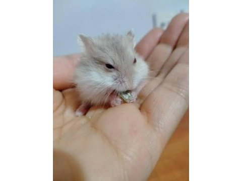 2 adet 1 aylık gonzales hamster
