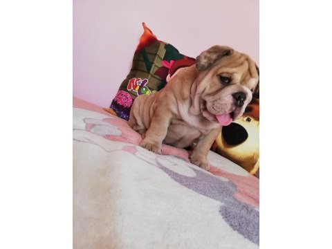 Efsane anatomi orijinal english bulldog yavrular