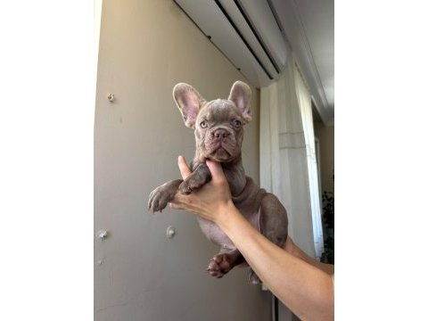 Egzotik french bulldog yavrular