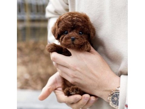 Özenle büyütülmüş toy poodle yavrular