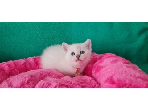 Bluepoint british shorthair dişi yavrumuz gitmeye hazır