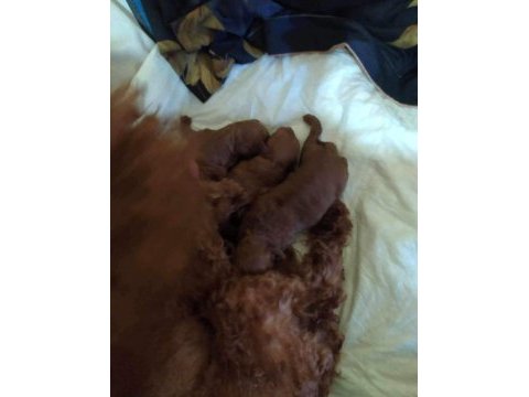 Yorkshire terrier
