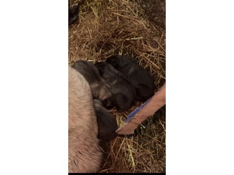 A++ kalite kangal sağlıklı yavrular sağlam kan
