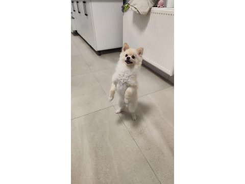 Oyuncu sevimli hareketli ücretsiz pomeranian