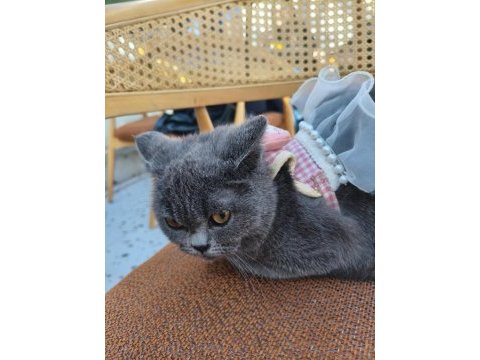British shorthair 10 aylık