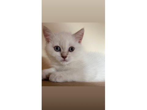 Son british shorthair yavru