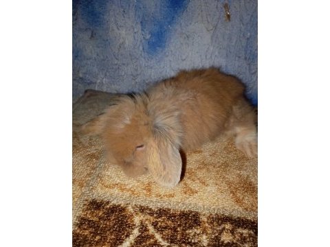Teddy lop tavşan yavrular mavi göz yavrular