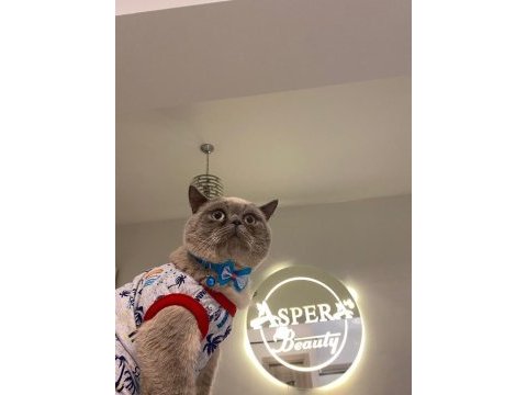 British shorthair oğlumuza eş arıyoruz