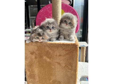 British blue golden longhair a kalite