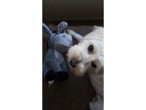 Çiftleştirme maltipoo