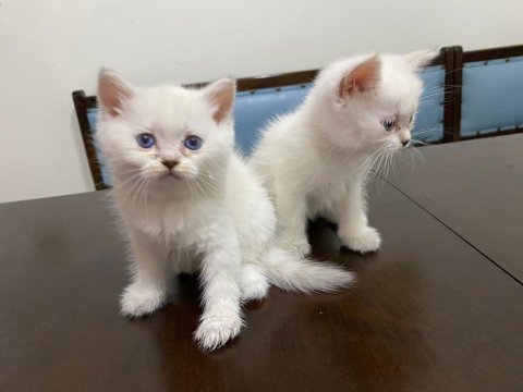 10 gün sonra teslim blue point british shorthair