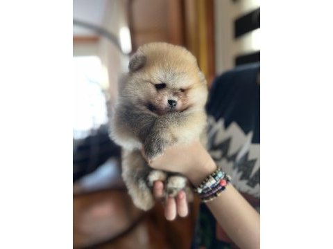 Pomeranıan dişi ve erkek