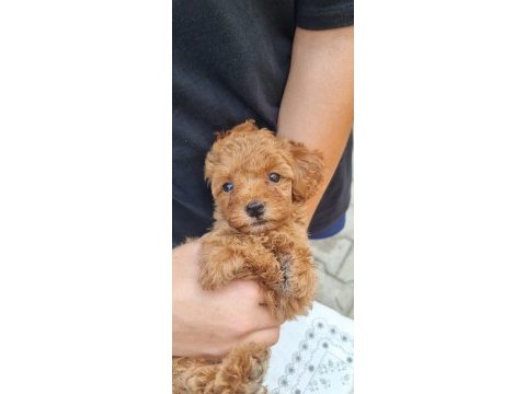 Toy poodle yavrular izmir