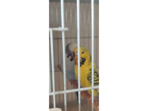 Jumbo çift ve yavrulu muhabbet kuşu takımlar