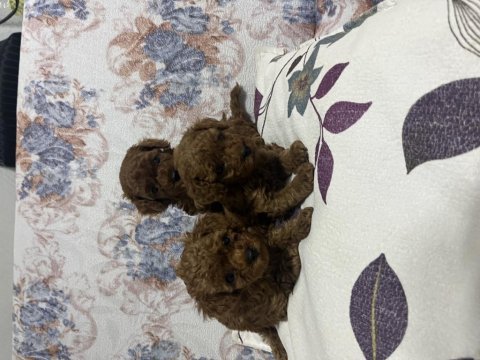 Toy poodle bebekler