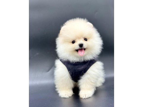 Safkan pomeranian yavruları